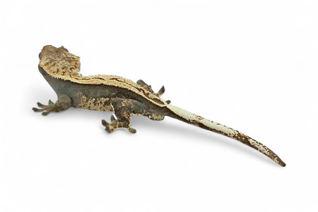 Correlophus (Rhacodactylus) ciliatus, mâle adulte