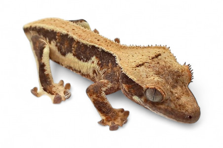 Correlophus (Rhacodactylus) ciliatus, sans queue