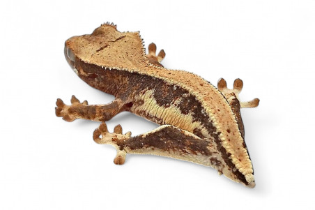 Correlophus (Rhacodactylus) ciliatus, sans queue