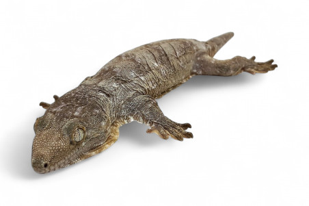Rhacodactylus leachianus, "Nuu Ana", juvenile