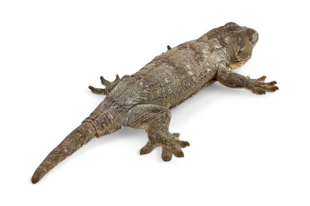 Rhacodactylus leachianus, "Nuu Ana", juvenile
