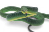 Gonyosoma oxycephalum, verte
