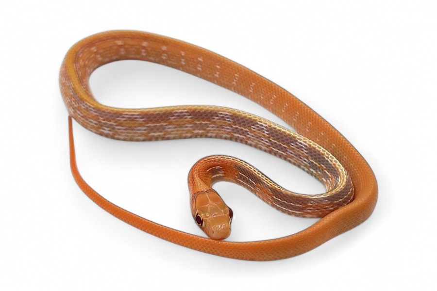 Coelognathus (Elaphe) radiatus, albinos T+