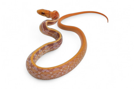 Coelognathus (Elaphe) radiatus, albinos T+