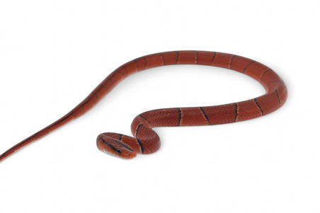 Oreocryptophis (Elaphe) porphyraceus laticinctus