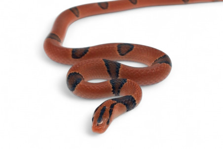 Oreocryptophis (Elaphe) porphyraceus pulchra