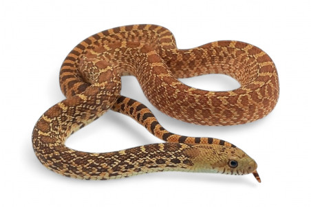 Pituophis catenifer sayi, hypomélanistique, femelle