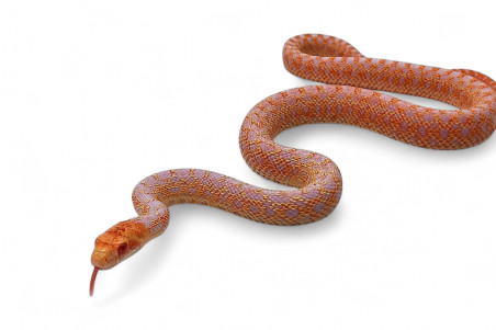 Pituophis catenifer affinis, albinos applegate