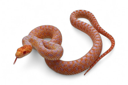 Pituophis catenifer affinis, albinos applegate