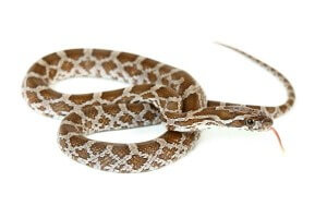 Pantherophis (guttatus) emoryi