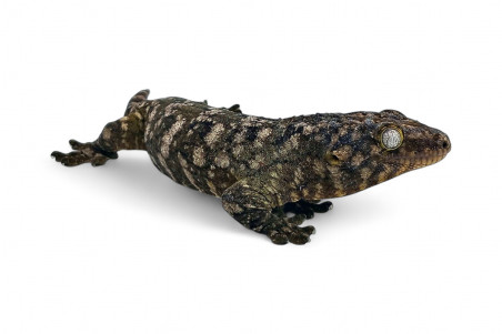 Rhacodactylus leachianus, "Nuu Ana"", adulte