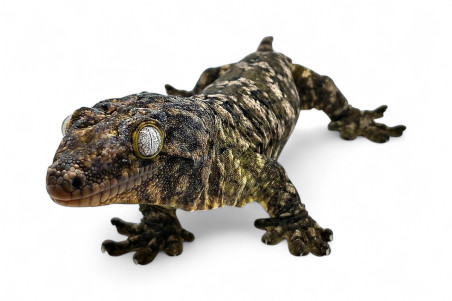 Rhacodactylus leachianus, "Nuu Ana"", adulte