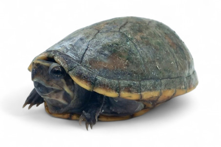 Kinosternon baurii, jeune mâle adulte