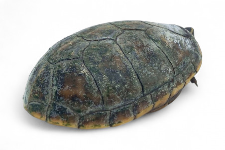 Kinosternon baurii, jeune mâle adulte