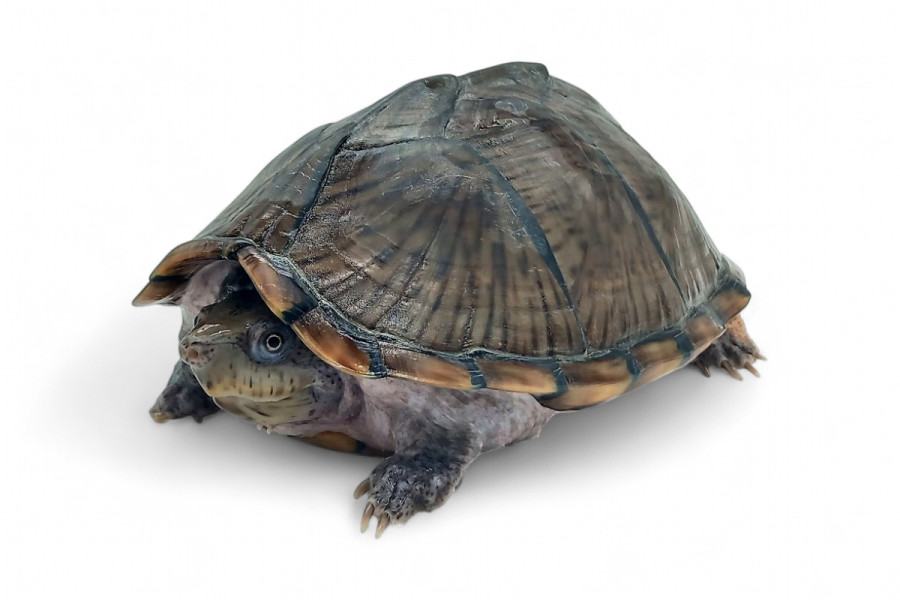 Sternotherus (Kinosternon) carinatus, femelle adulte