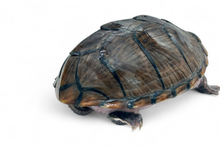 Sternotherus (Kinosternon) carinatus, femelle adulte