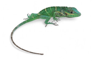 Anolis equestris potior