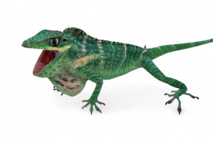 Anolis equestris potior