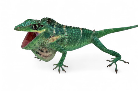 Anolis equestris potior