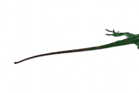 Anolis equestris potior