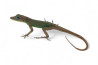 Anolis extremus