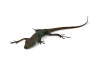 Anolis extremus