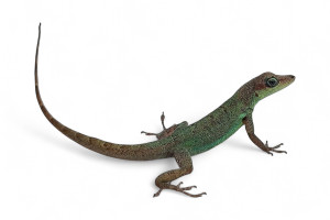 Anolis extremus