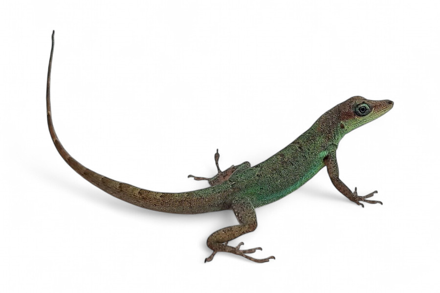 Anolis extremus