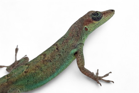 Anolis extremus