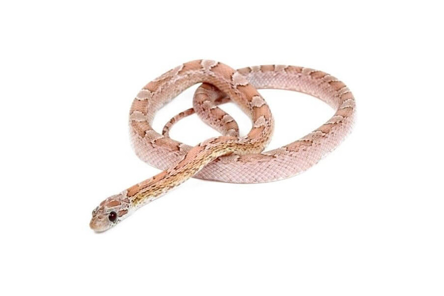 Pantherophis guttatus, ghost bloodred