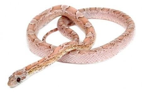 Pantherophis guttatus, ghost bloodred