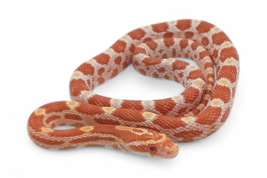 Pantherophis guttatus, orange