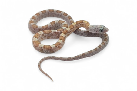 Pantherophis guttatus, lemon