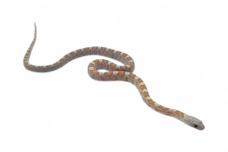 Pantherophis guttatus, lemon