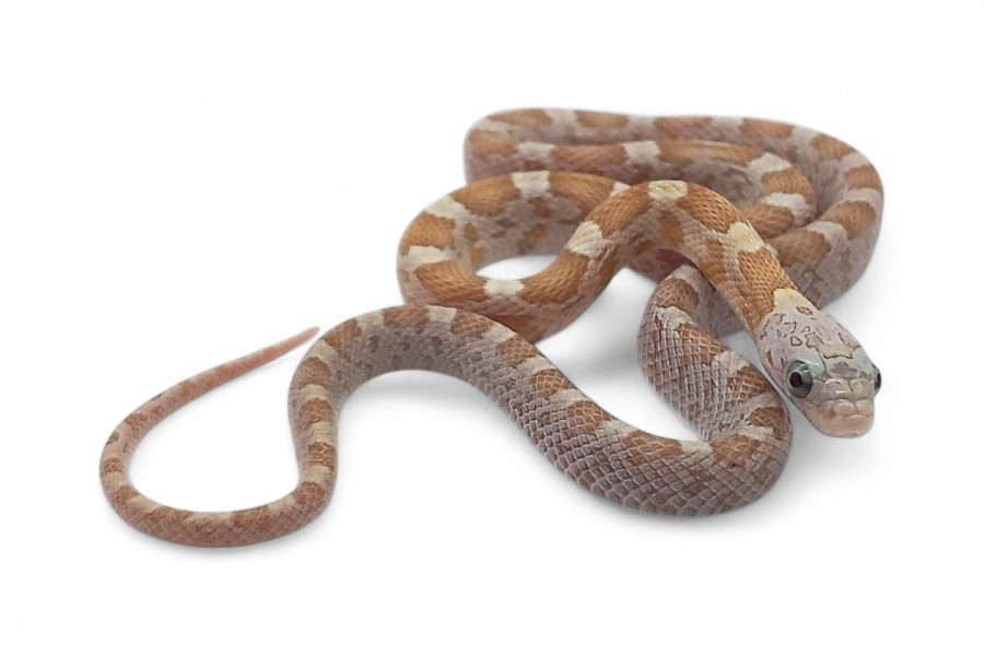 Pantherophis guttatus, lemon