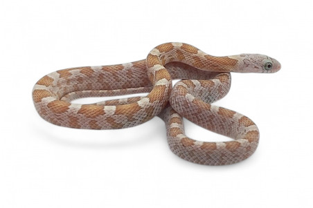 Pantherophis guttatus, lemon