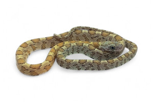 Pantherophis guttatus, buf...