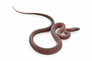 Pantherophis guttatus,...