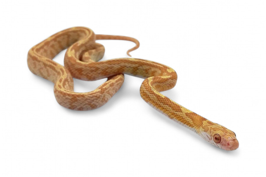 Pantherophis guttatus, tessera saffron