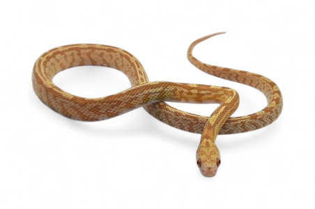 Pantherophis guttatus, tessera saffron
