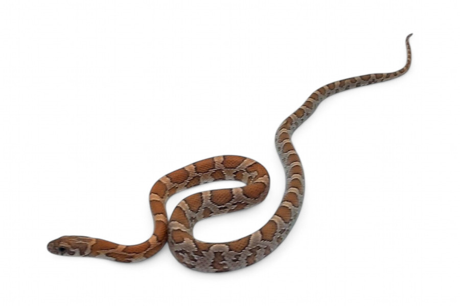 Pantherophis guttatus, kastanie sunkissed