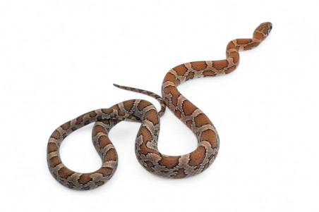 Pantherophis guttatus, kastanie sunkissed