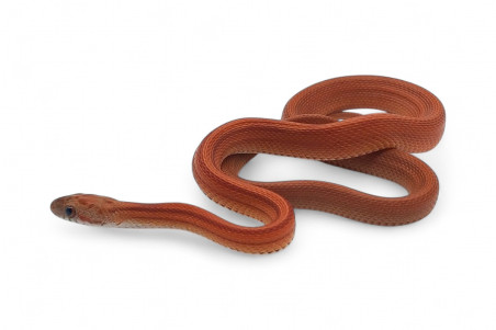 Pantherophis guttatus, tessera stripe
