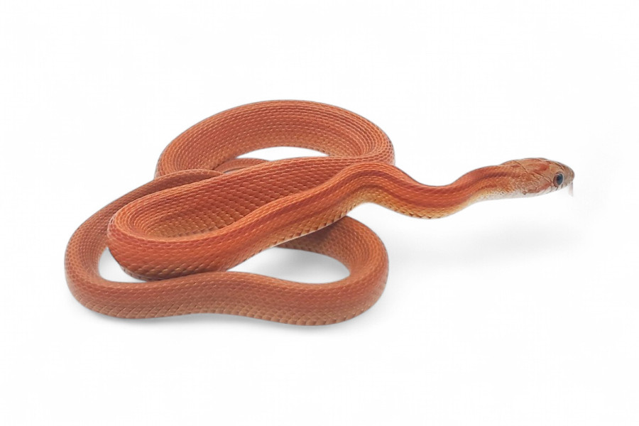 Pantherophis guttatus, tessera stripe