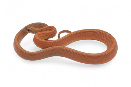 Pantherophis guttatus, tessera stripe