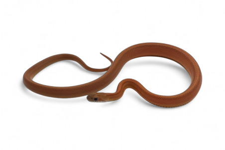 Pantherophis guttatus, tessera stripe