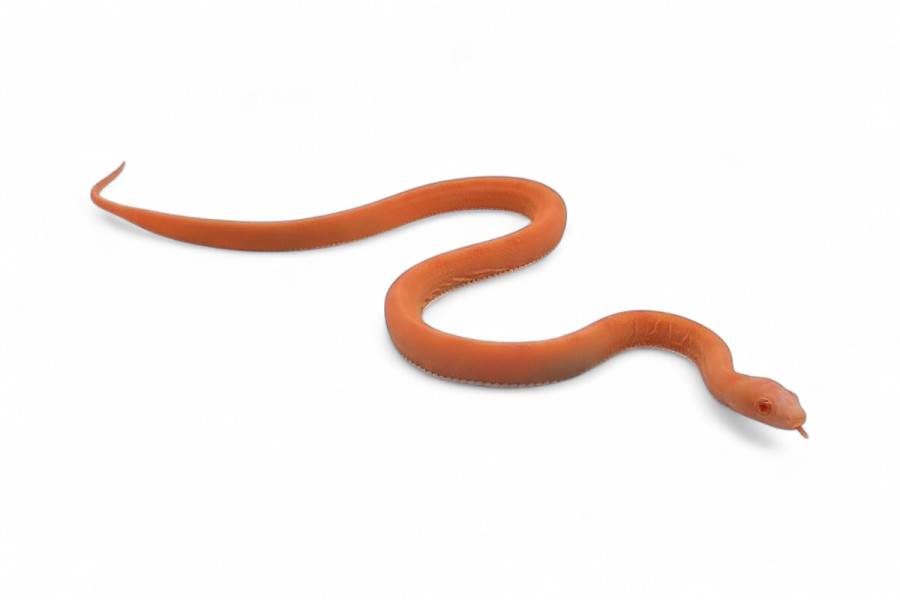 Pantherophis  guttatus, scaleless albinos stripe