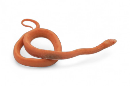 Pantherophis  guttatus, scaleless albinos stripe