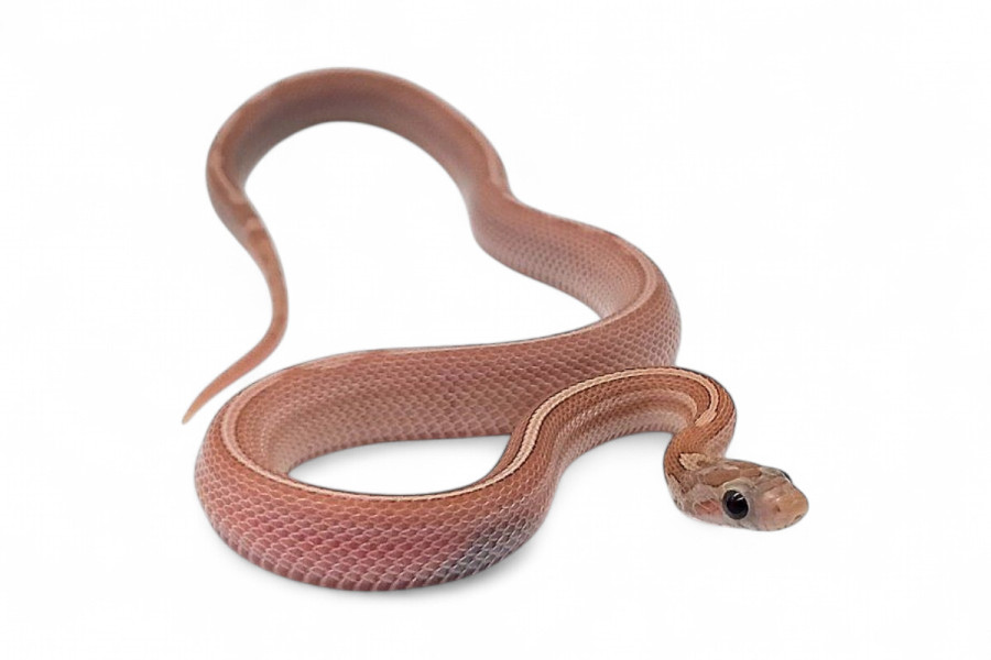 Pantherophis guttatus, tessera lavender motley