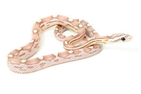 Pantherophis guttatus, ghost motley